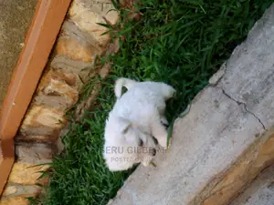 0-1 month Male Purebred Maltese