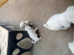 0-1 month Male Purebred Maltese