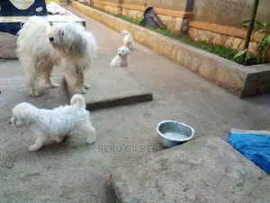 0-1 month Male Purebred Maltese