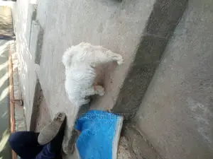 0-1 month Male Purebred Maltese