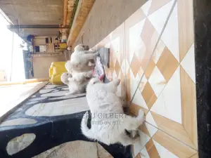 0-1 month Female Purebred Maltese