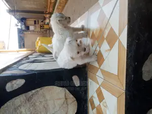 0-1 month Male Purebred Maltese
