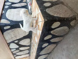 0-1 month Male Purebred Maltese