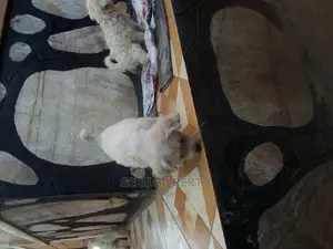 0-1 month Male Purebred Maltese