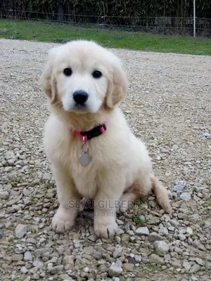 0-1 month Male Purebred Golden Retriever