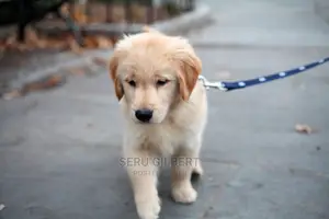 1-3 months Male Purebred Golden Retriever