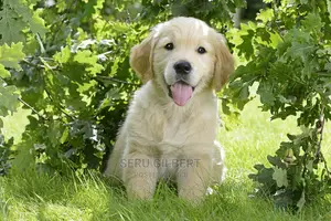 3-6 months Male Purebred Golden Retriever