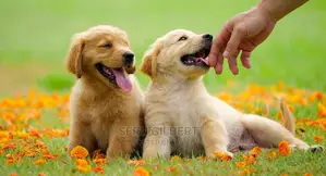 1-3 months Male Purebred Golden Retriever