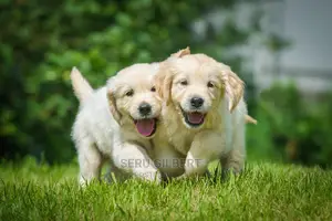 0-1 month Male Purebred Golden Retriever