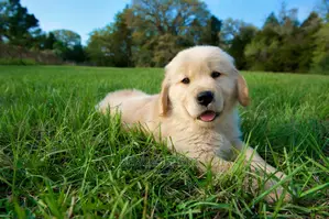 0-1 month Male Purebred Golden Retriever