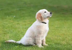 1-3 months Male Purebred Golden Retriever
