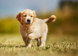 3-6 months Male Purebred Golden Retriever