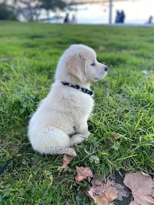 0-1 month Male Purebred Golden Retriever