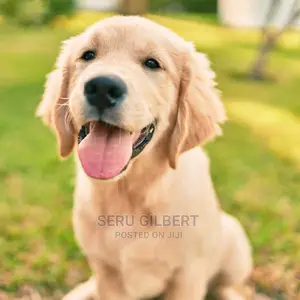 3-6 months Male Purebred Golden Retriever