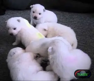 0-1 month Male Purebred Japanese Spitz