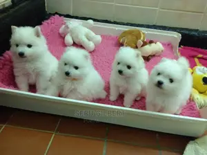 3-6 months Male Purebred Japanese Spitz