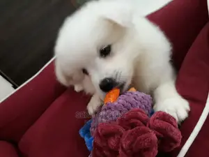 3-6 months Male Purebred Japanese Spitz