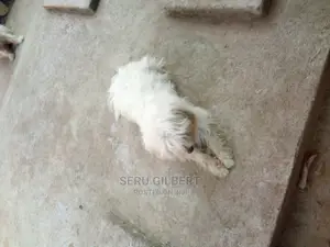 0-1 month Male Purebred Maltese