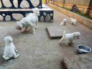 1-3 months Male Purebred Maltese