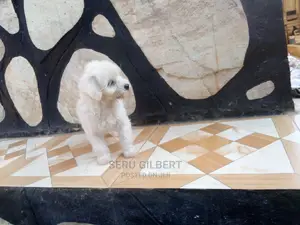 0-1 month Male Purebred Maltese