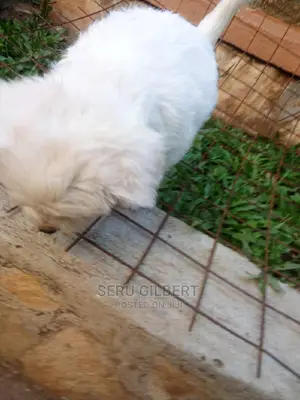 0-1 month Male Purebred Maltese