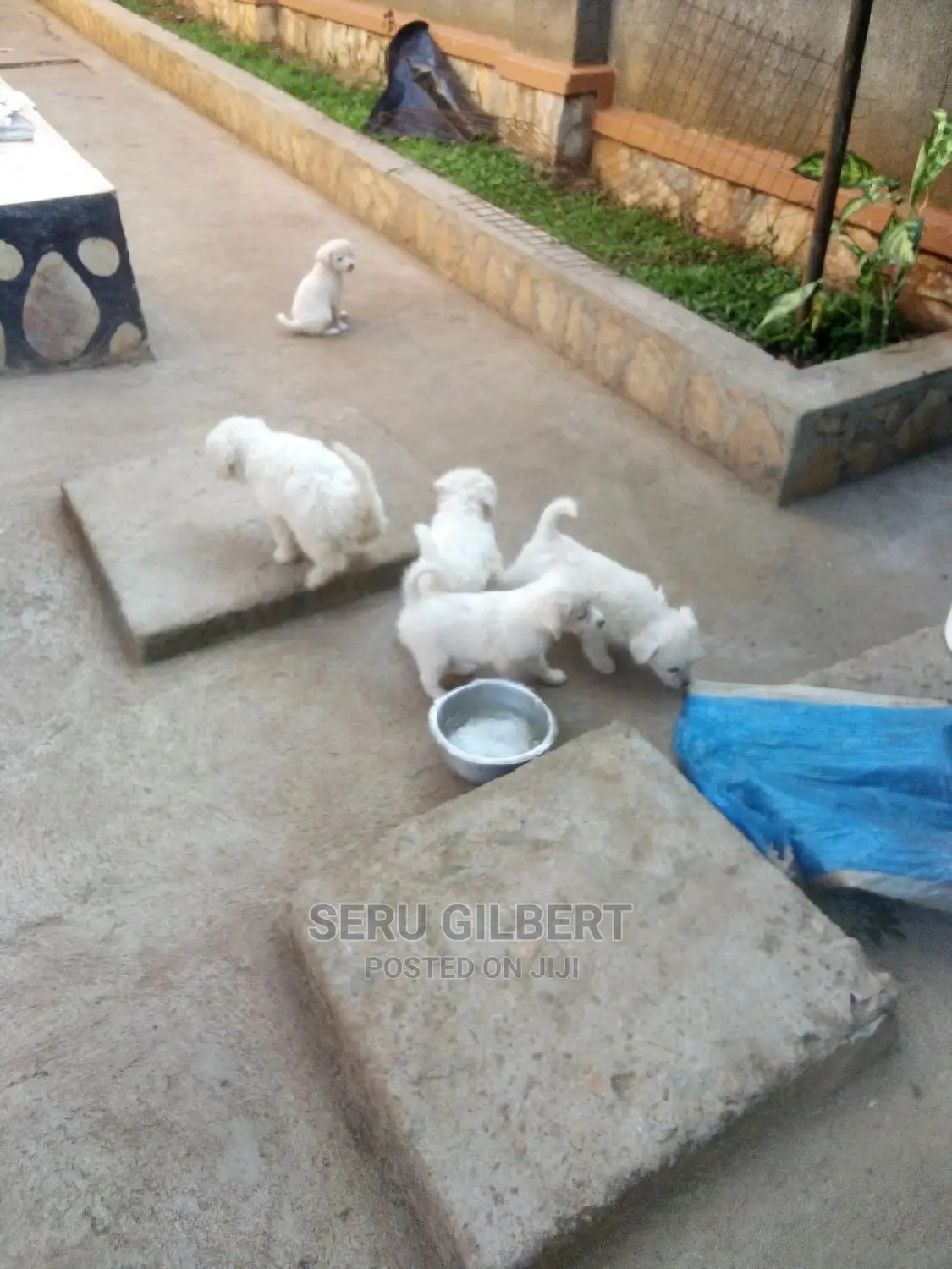 0-1 month Male Purebred Maltese
