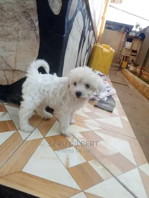 0-1 month Male Purebred Maltese