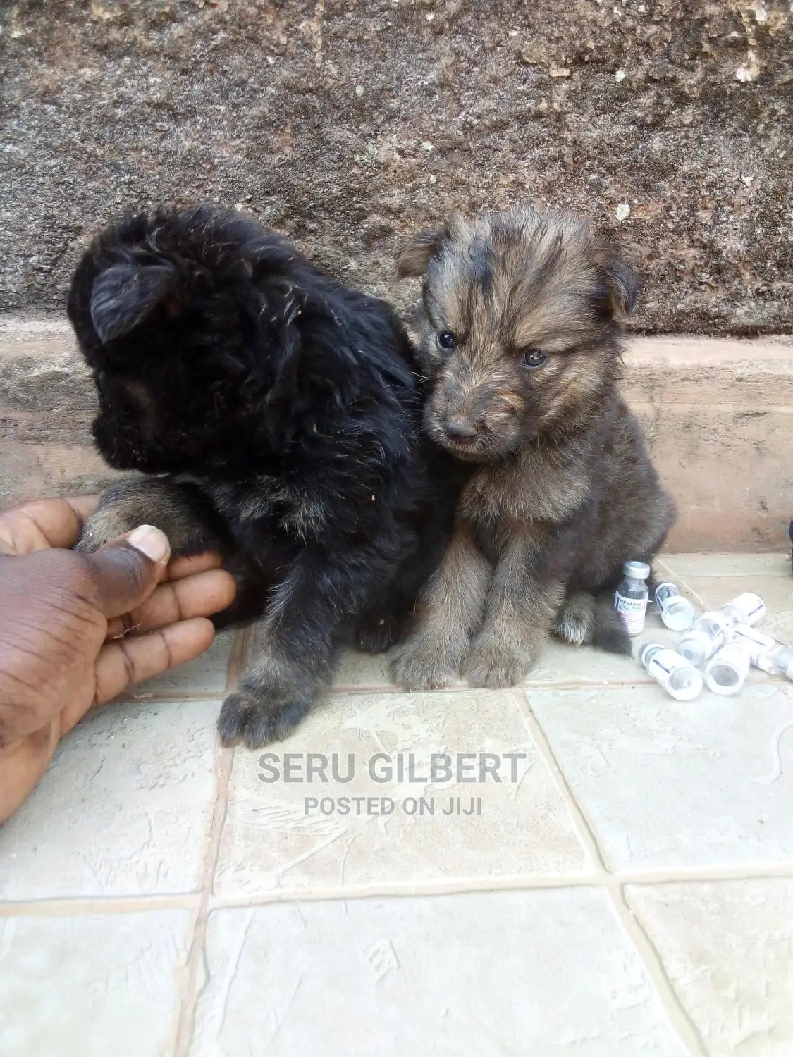 0-1 month Male Purebred Maltese