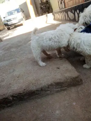 0-1 month Male Purebred Maltese