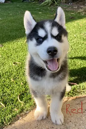 0-1 month Male Purebred Siberian Husky