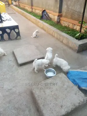 0-1 month Male Purebred Maltese
