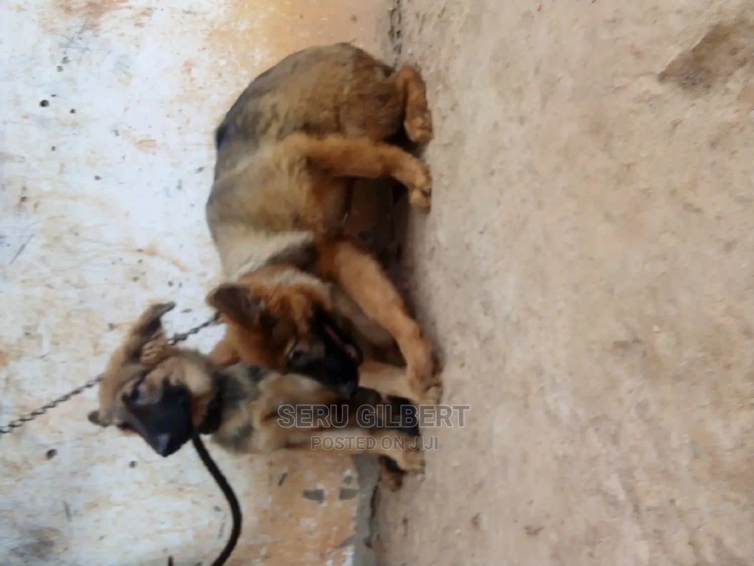 3-6 months Male Purebred German Shepherd