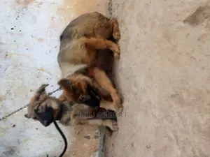 3-6 months Male Purebred German Shepherd