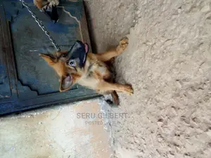3-6 months Male Purebred German Shepherd