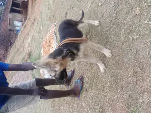 0-1 month Male Purebred German Shepherd