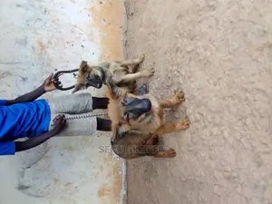 3-6 months Male Purebred German Shepherd