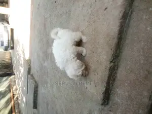0-1 month Female Purebred Maltese