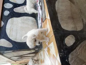 0-1 month Male Purebred Maltese