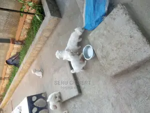 1-3 months Male Purebred Maltese