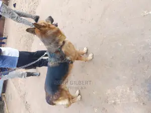 6-12 months Male Purebred German Shepherd