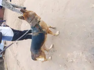 6-12 months Male Purebred German Shepherd