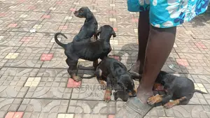 0-1 month Male Purebred Doberman Pinscher