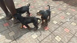 1-3 months Male Purebred Doberman Pinscher