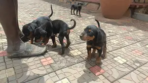 3-6 months Male Purebred Doberman Pinscher