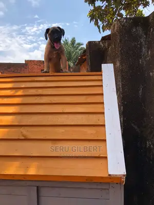1-3 months Male Purebred Boerboel