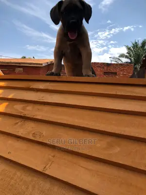 1-3 months Male Purebred Boerboel
