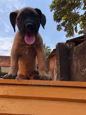 3-6 months Male Purebred Boerboel