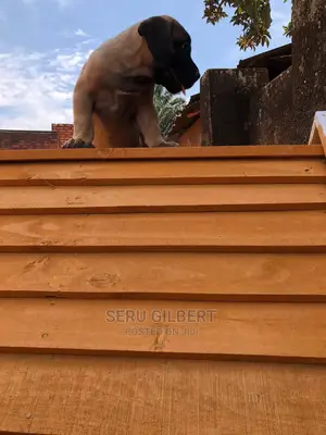 3-6 months Female Purebred Boerboel