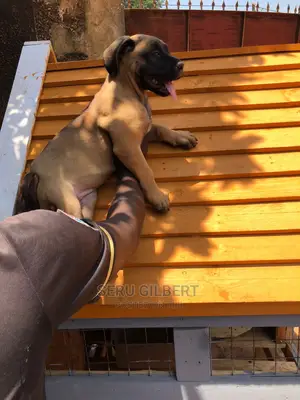 3-6 months Male Purebred Boerboel