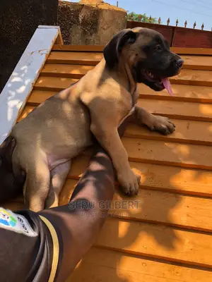 1-3 months Female Purebred Boerboel